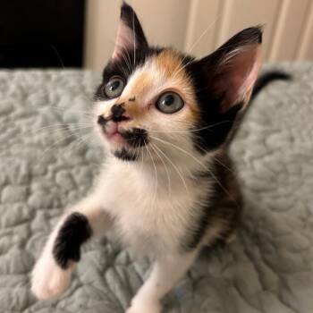 Rotten Egg -  Domestic Short Hair Cat for Adoption in Westminster, California - Rotten Egg | PetCurious