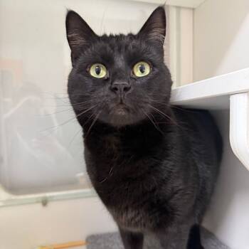 Rescue Domestic Short Hair Cats for Adoption in Branford, Connecticut - Luna | PetCurious
