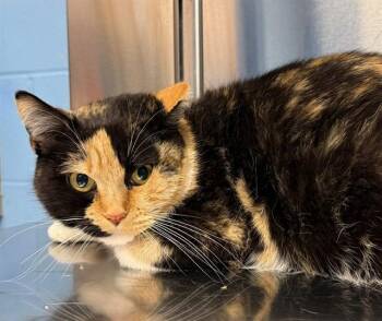 GOOD FORTUNA -  Domestic Short Hair Cat for Adoption in Minneapolis, Minnesota - GOOD FORTUNA | PetCurious