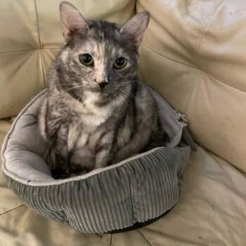 Kaia -  Dilute Tortoiseshell Cat for Adoption in Long Beach, Mississippi - Kaia | PetCurious