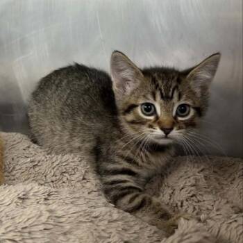 Ernie -  Domestic Short Hair Cat for Adoption in Madison, Wisconsin - Ernie | PetCurious