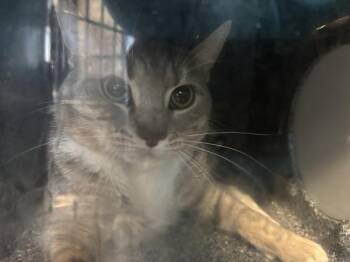 Meowvani -  Domestic Short Hair Cat for Adoption in New York, New York - Meowvani | PetCurious