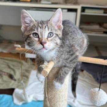 Zircon -  Domestic Short Hair Cat for Adoption in Evanston, Illinois - Zircon | PetCurious