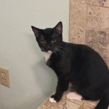 Marvel -  Domestic Short Hair Cat for Adoption in Madison, Wisconsin - Marvel | PetCurious