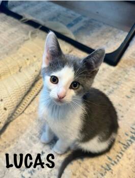 Lucas -  Domestic Short Hair Cat Available for Adoption in Collierville, Tennessee - Lucas | PetCurious