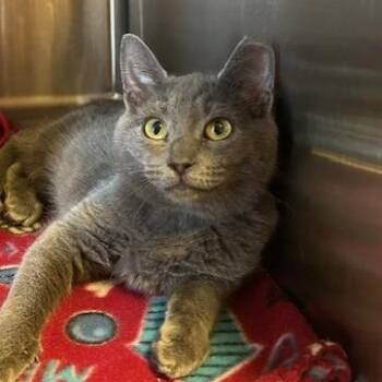 Frik -  Domestic Short Hair Cat for Adoption in Knoxville, Tennessee - Frik | PetCurious