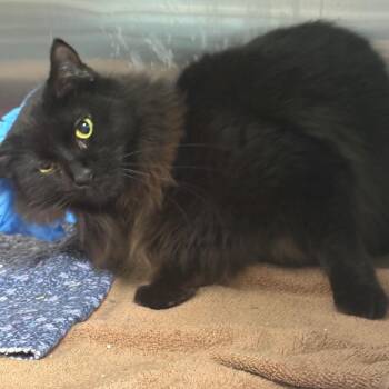 Ben -  Domestic Short Hair Cat for Adoption in East Hanover, New Jersey - Ben | PetCurious