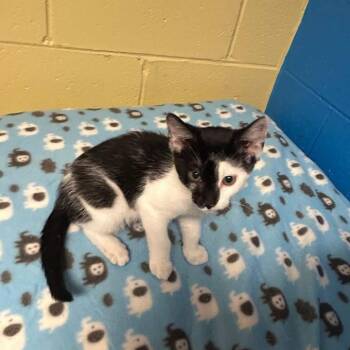 Donnie -  Domestic Short Hair Cat for Adoption in Salem, West Virginia - Donnie | PetCurious