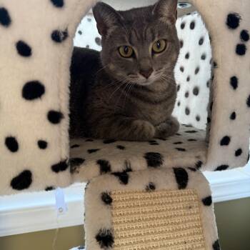 Domestic Short Hair Cats Available for Adoption in Brighton, Illinois - Graycee | PetCurious