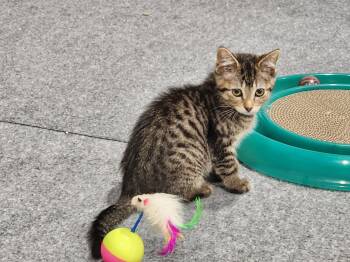 Luke -  Domestic Short Hair Cat for Adoption in Wheaton, Illinois - Luke | PetCurious