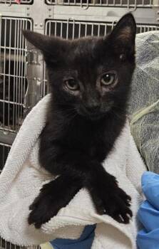 Moon -  Domestic Short Hair Cat for Adoption in Vancouver, Washington - Moon | PetCurious