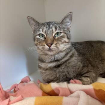 Persimmon -  Domestic Short Hair Cat for Adoption in Tulsa, Oklahoma - Persimmon | PetCurious