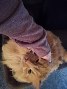 Domestic Long Hair Cats Available for Adoption in Auburn, Indiana - Cuddles | PetCurious