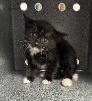 Domestic Short Hair Cats Available for Adoption in Gastonia, North Carolina - Miss Boots | PetCurious