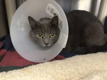 Rescue Domestic Short Hair Cats for Adoption in Annapolis, Maryland - Alia (with Maya) | PetCurious