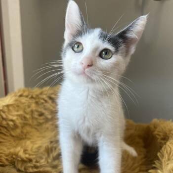 Shinobu -  Domestic Short Hair Cat for Adoption in Puslinch, Ontario - Shinobu | PetCurious