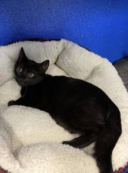 Midnyte -  Domestic Short Hair Cat for Adoption in Picayune, Mississippi - Midnyte | PetCurious