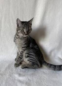 Gabrielle -  Domestic Short Hair Cat for Adoption in Buffalo, Minnesota - Gabrielle | PetCurious
