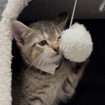 Yondu -  Domestic Short Hair Cat for Adoption in Middlebury, Vermont - Yondu | PetCurious