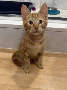 Travis -  Domestic Short Hair Cat for Adoption in New York, New York - Travis | PetCurious
