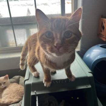 Rescue Domestic Short Hair Cats for Adoption in Nampa, Idaho - Colonel Spitfire | PetCurious