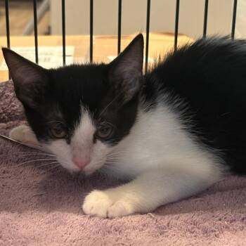 Wolverine -  Domestic Short Hair Cat for Adoption in Chesapeake, Virginia - Wolverine | PetCurious