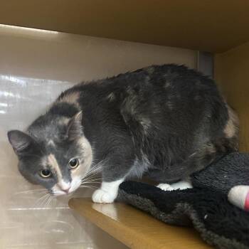 Leilani -  Domestic Medium Hair Cat for Adoption in Midland, Texas - Leilani | PetCurious