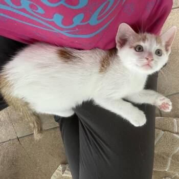 Pearl Jam -  Domestic Short Hair Cat for Adoption in Hemet, California - Pearl Jam | PetCurious
