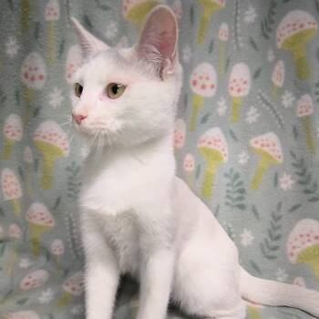 Fred -  Domestic Short Hair Cat for Adoption in Laredo, Texas - Fred | PetCurious