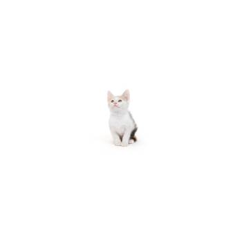 Domestic Short Hair Cats Available for Adoption in Los Angeles, California - Oleander | PetCurious