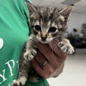 Duchess-C -  Domestic Short Hair Cat for Adoption in East St. Louis, Illinois - Duchess-C | PetCurious
