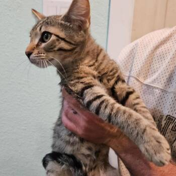 Annie -  Domestic Short Hair Cat for Adoption in Elverta, California - Annie | PetCurious