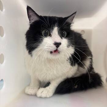 Boots -  Domestic Short Hair Cat for Adoption in Reno, Nevada - Boots | PetCurious