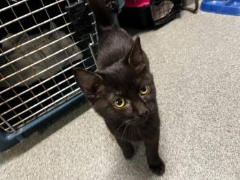 Hobbs -  Domestic Short Hair Cat for Adoption in Fort Collins, Colorado - Hobbs | PetCurious