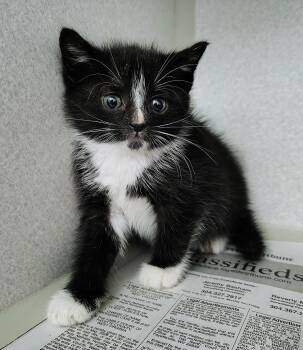 Domestic Short Hair Cats Available for Adoption in Fayetteville, West Virginia - James | PetCurious