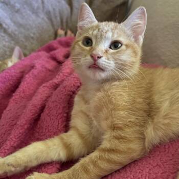 Sprout -  Domestic Short Hair Cat for Adoption in Spokane, Washington - Sprout | PetCurious