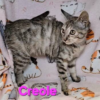 Rescue Domestic Short Hair Cats for Adoption in Macon, Georgia - Creole | PetCurious