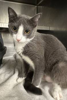 Rescue Domestic Short Hair Cats for Adoption in Twinsburg, Ohio - Topaz | PetCurious