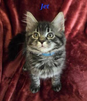 Rescue Domestic Medium Hair Cats for Adoption in Vine Grove, Kentucky - Jet Z | PetCurious