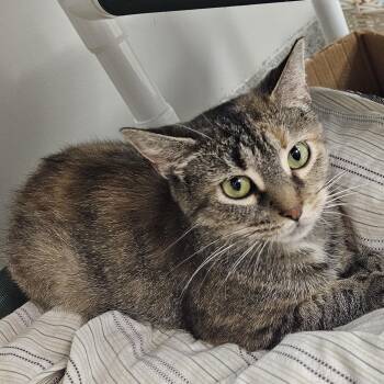 Apricot -  Domestic Medium Hair Cat for Adoption in Benton Harbor, Michigan - Apricot | PetCurious