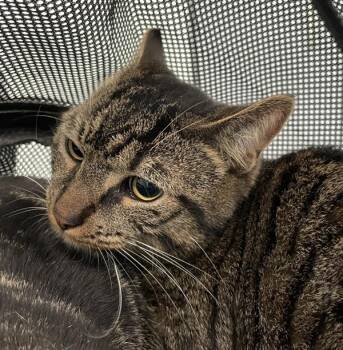 Wade -  Domestic Short Hair Cat for Adoption - Wade | PetCurious