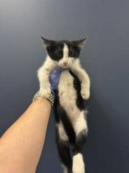CLEOPATRA -  Domestic Short Hair Cat for Adoption in Doral, Florida - CLEOPATRA | PetCurious