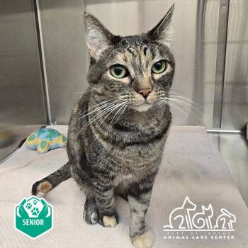 WILLOW -  Domestic Short Hair Cat for Adoption in Irvine, California - WILLOW | PetCurious