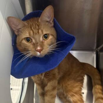 Cheez-It -  Domestic Short Hair Cat for Adoption in Dearborn, Michigan - Cheez-It | PetCurious