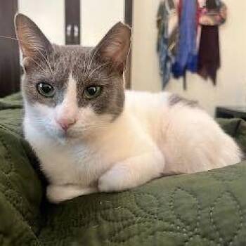 Jade -  Domestic Short Hair Cat for Adoption in Waltham, Massachusetts - Jade | PetCurious