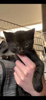 Domestic Short Hair Cats Available for Adoption in Minot, North Dakota - Dinghy | PetCurious