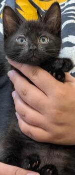 Rescue Domestic Short Hair Cats for Adoption in La Harpe, Kansas - Tawny | PetCurious