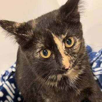 Fiona -  Domestic Short Hair Cat for Adoption in Washburn, Missouri - Fiona | PetCurious