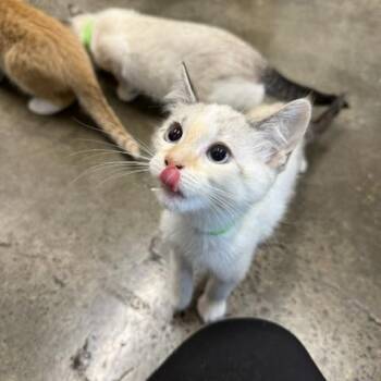 Clog -  Domestic Short Hair Cat for Adoption in Portland, Oregon - Clog | PetCurious