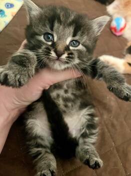 Domestic Short Hair Cats Available for Adoption in Johnson City, Tennessee - Sandy | PetCurious